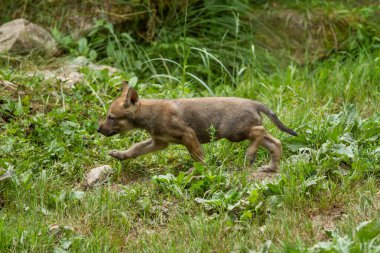 Yavru gri kurt ormanda