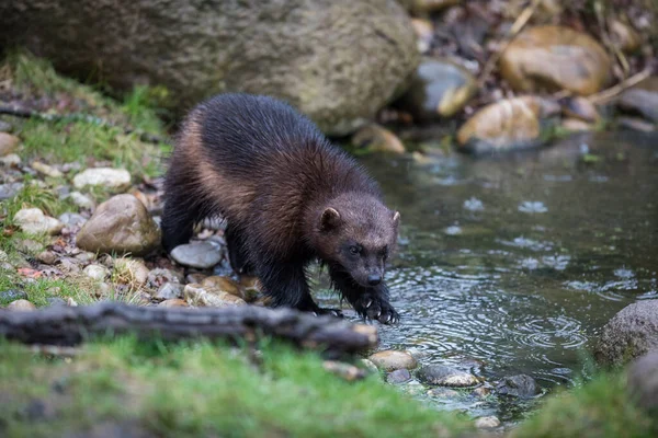 Wolverine Caminhando Floresta — Fotografia de Stock