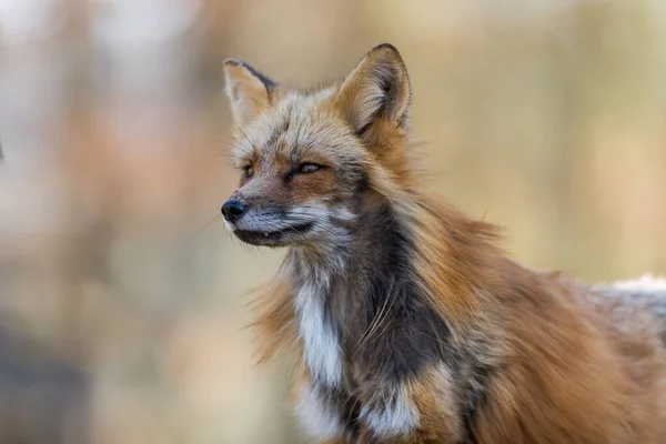 Portrait Renard Roux Dans Forêt Pendant Été — Photo