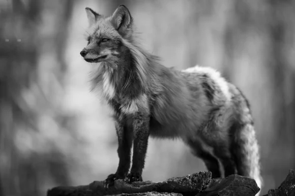 夏の森の中の赤狐の肖像 — ストック写真