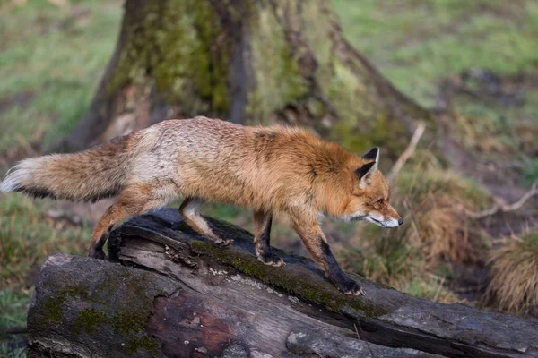 Κόκκινη Αλεπού Στο Δάσος Καλοκαίρι — Φωτογραφία Αρχείου