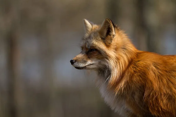 Muotokuva Red Fox Metsässä Kesällä — kuvapankkivalokuva
