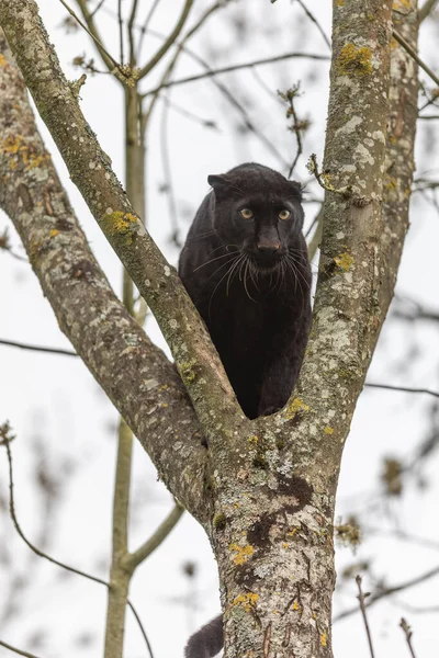 Black Panther Tree Jungle — 스톡 사진