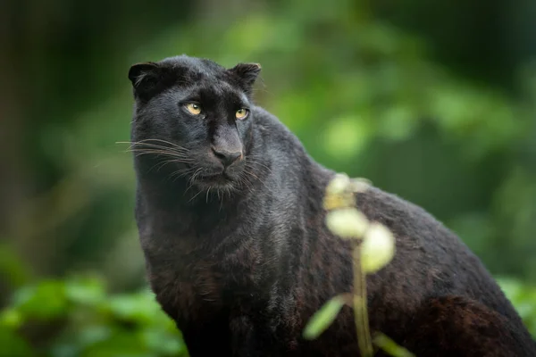 Porträt Eines Schwarzen Panthers Dschungel — Stockfoto