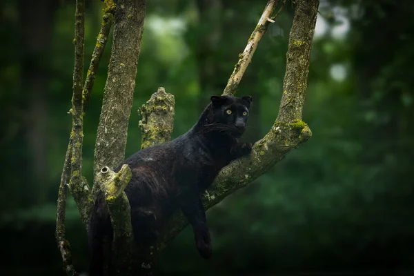 Black panther on a tree in the jungle