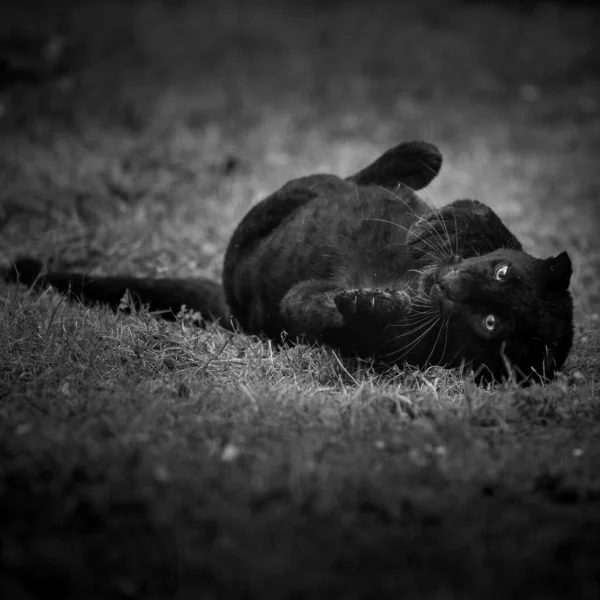 Black Panther Playing Jungle — Stock Photo, Image