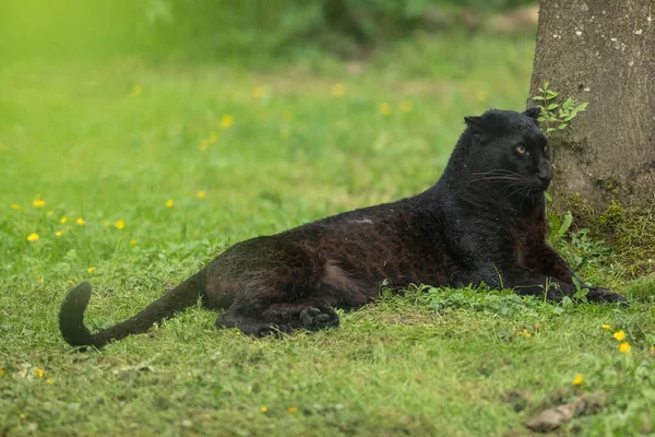 Panthère Noire Dans Jungle — Photo