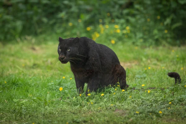 Panthère Noire Dans Jungle — Photo