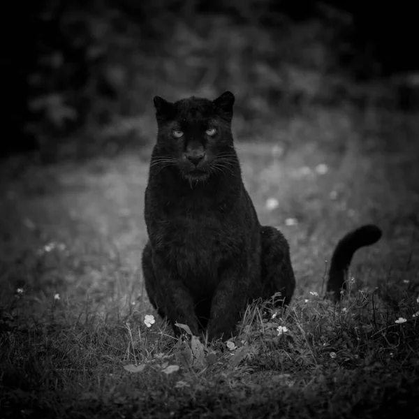 Black Panther Dschungel — Stockfoto