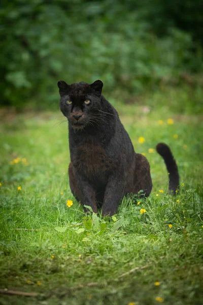 Panthère Noire Dans Jungle — Photo
