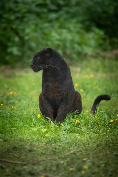 Panthère Noire Dans Jungle — Photo