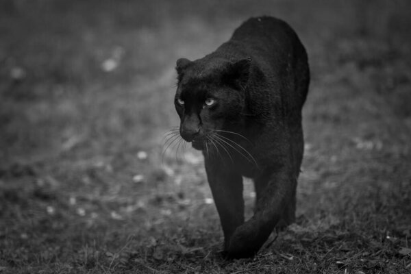 Black panther in the jungle
