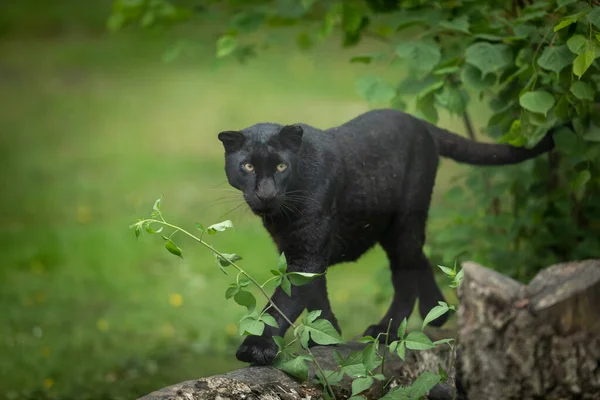 Pantera Negra Caminando Selva — Foto de Stock