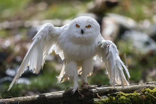 Schneeeule Auf Einem Baum Wald — Stockfoto