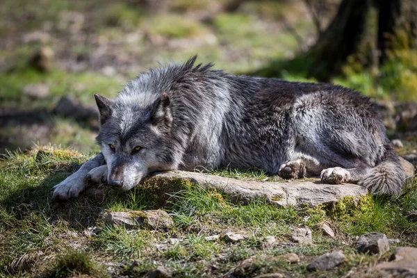 森の中で眠っている黒いオオカミ — ストック写真