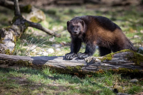 Wolverine Nella Foresta — Foto Stock