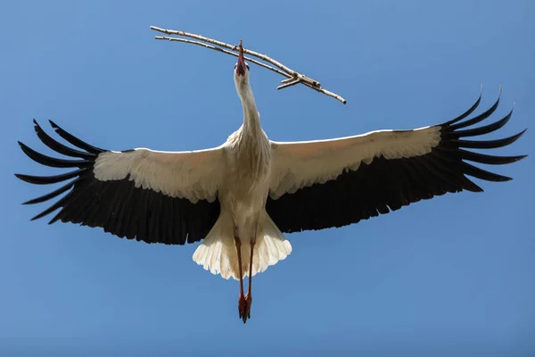 Cigogne Blanche Volant Dans Ciel Bleu — Photo