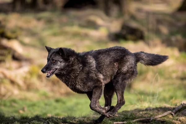 Μαύρος Λύκος Τρέχει Στο Δάσος — Φωτογραφία Αρχείου