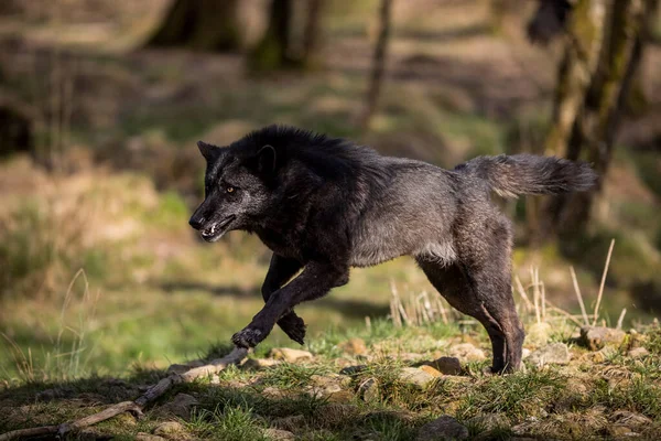 Siyah kurt ormanda koşuyor.