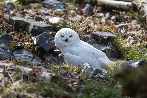 Schneeeule Auf Dem Baum Wald — Stockfoto