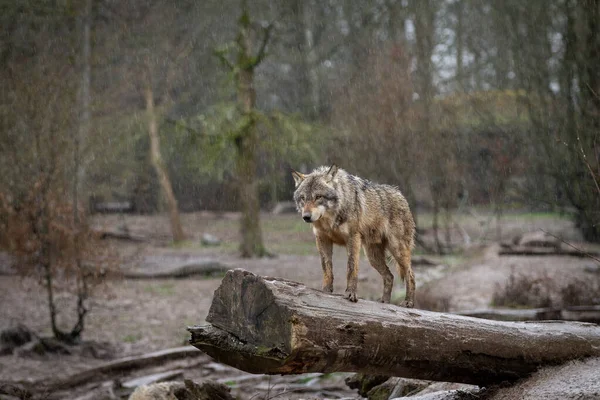 Black wolf on the tree in the forest