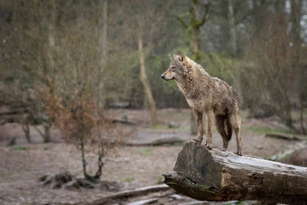 Ormandaki ağaçtaki siyah kurt