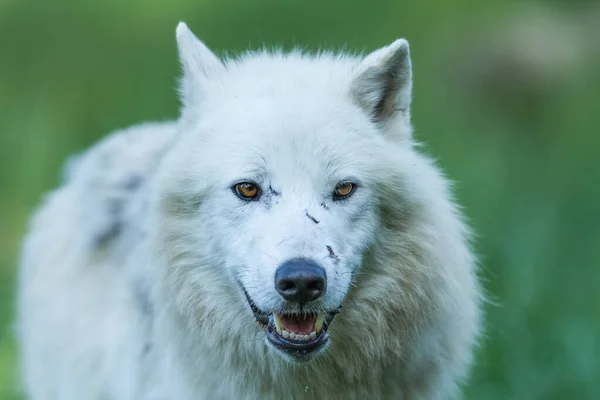 Retrato Lobo Blanco Bosque —  Fotos de Stock