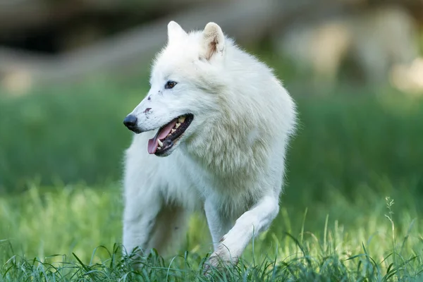 Retrato Lobo Blanco Bosque — Foto de Stock