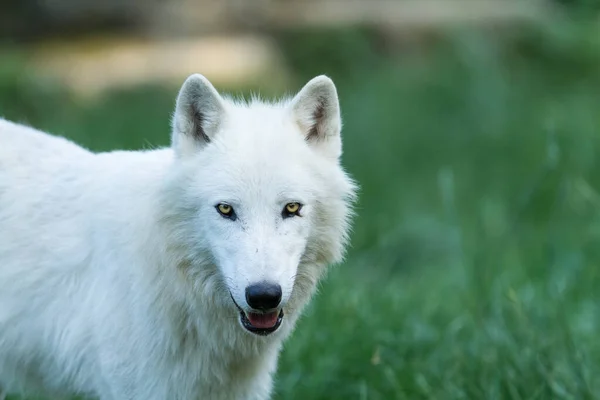 Portrait Loup Blanc Dans Forêt — Photo