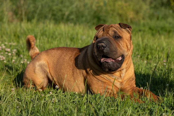 Sharpei çimenlerde oturuyordu.
