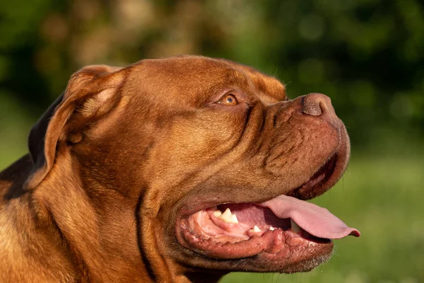 Porträt Einer Französischen Dogge — Stockfoto