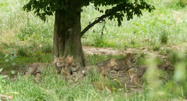 Petit Loup Gris Dans Forêt — Photo