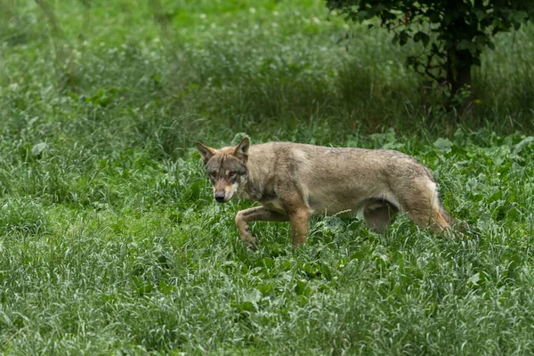 森林里的灰狼 — 图库照片