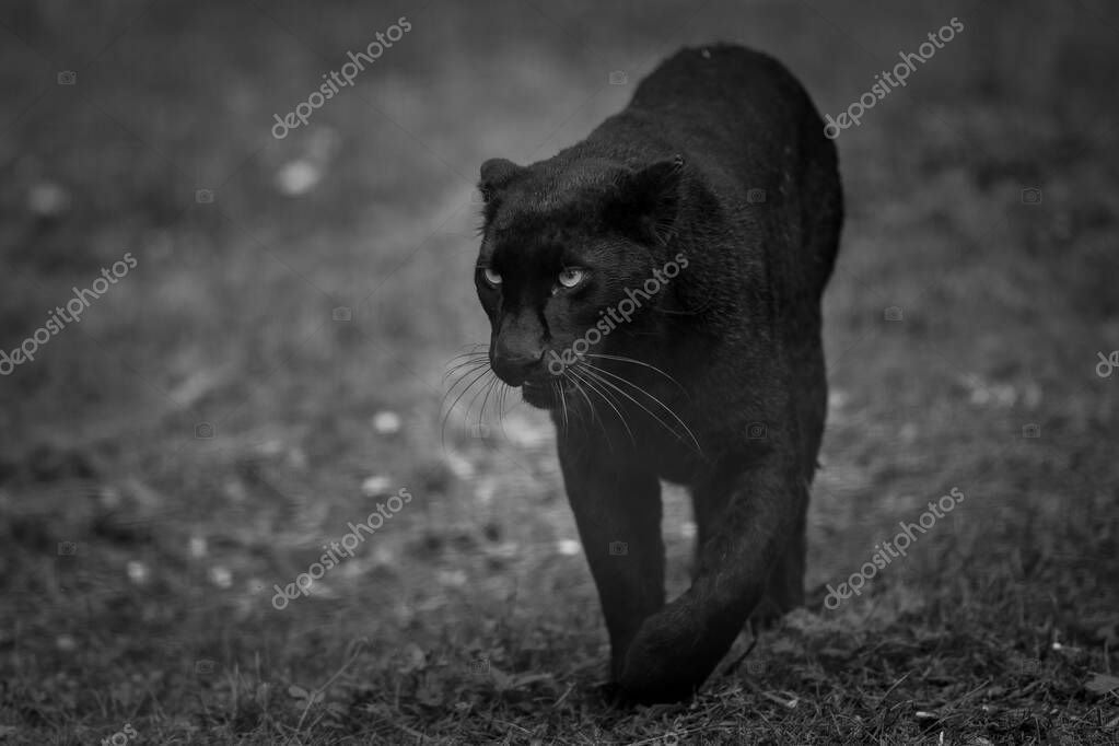 Puma negro top en la selva