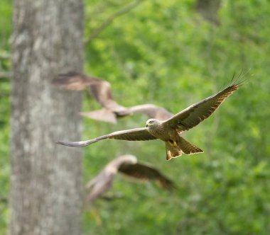 Siyah uçurtma ormanda uçuyor