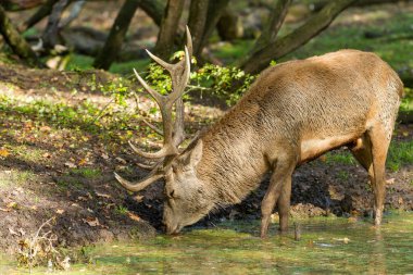 Kırmızı geyik tekdüzelik sırasında çayırda içiyor.