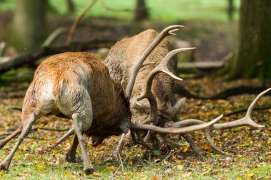 Kızıl geyik tekdüzelik sırasında çayırda savaşıyor.