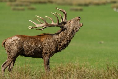 Kırmızı geyik çiftleşme sırasında çayırda uluyor.