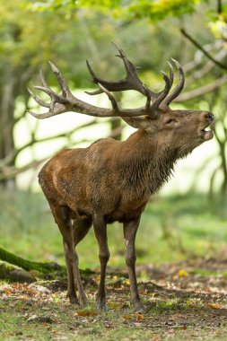 Tekdüzelik sırasında ormanda kızıl geyik