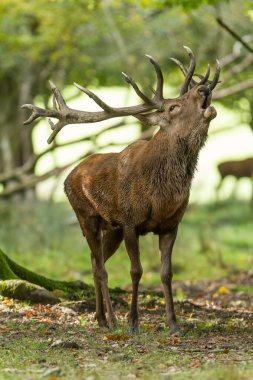 Tekdüzelik sırasında ormanda kızıl geyik
