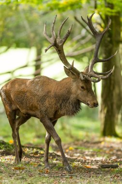 Tekdüzelik sırasında ormanda kızıl geyik