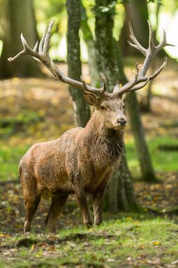 Tekdüzelik sırasında ormanda kızıl geyik