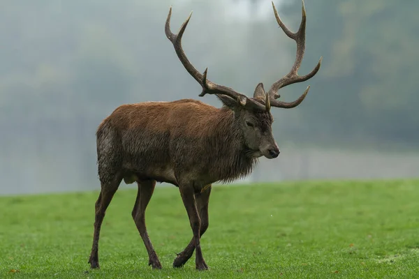 Rödhjort Ängen Ruffen — Stockfoto