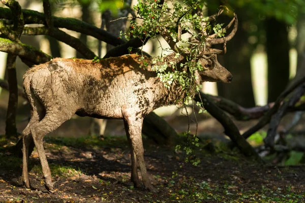 Cervo Rosso Nel Prato Durante Carreggiata — Foto Stock