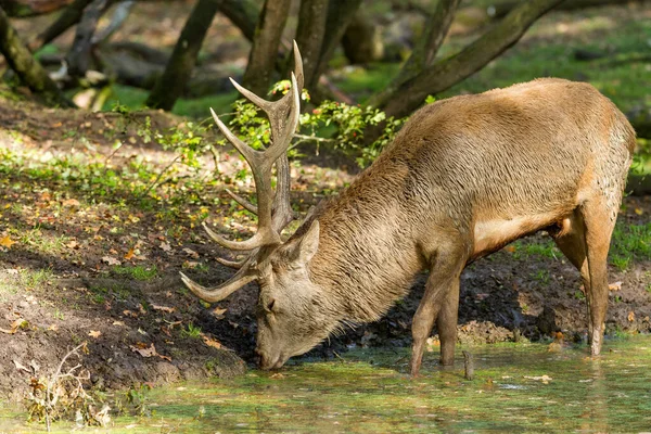Kırmızı geyik tekdüzelik sırasında çayırda içiyor.