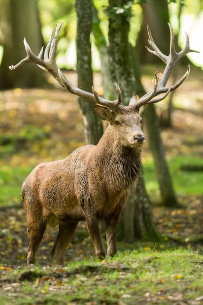Tekdüzelik sırasında ormanda kızıl geyik