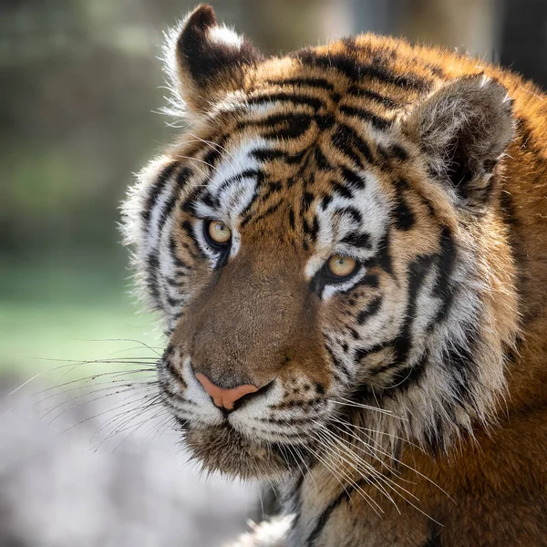Portrait Tigre Sibérien Dans Jungle — Photo