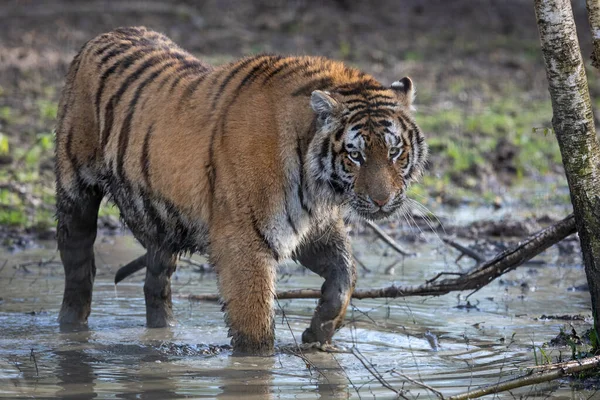 Tigre Siberiano Selva — Fotografia de Stock