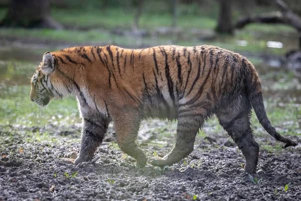 Tigre Siberiano Selva — Fotografia de Stock