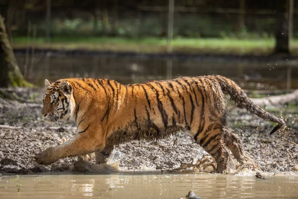 Tigre Siberiano Selva Após Chuva — Fotografia de Stock